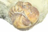 Enrolled Paciphacops Trilobite - Black Cat Mountain, Oklahoma #362992-2